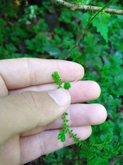 Selaginella marginata