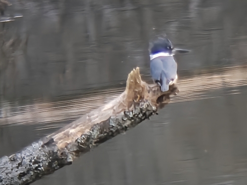 Belted Kingfisher observed by oceansunfish77