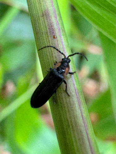 Pyropyga incognita