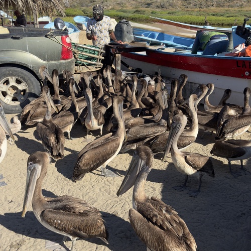 Brown Pelican observed by blevine