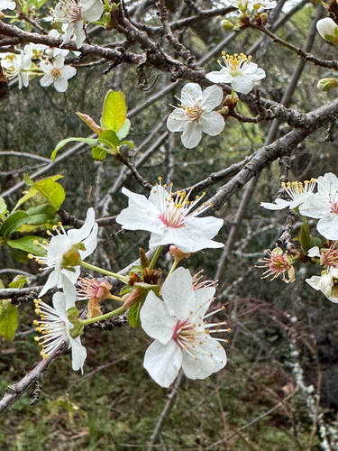 iNaturalist observation photo of Old World Plums