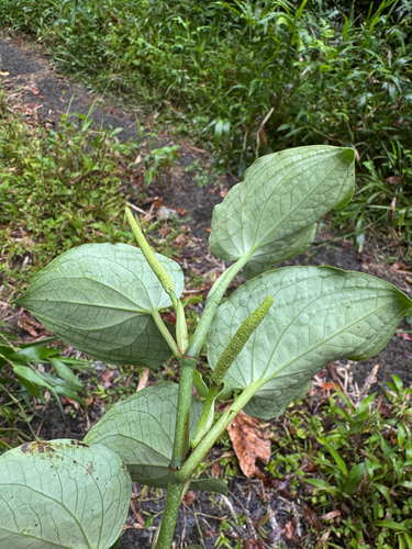 Wild black-pepper (Manekia incurva)