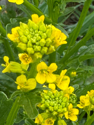 iNaturalist observation photo of American yellowrocket