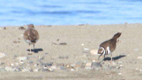 Killdeer observed by wikinose