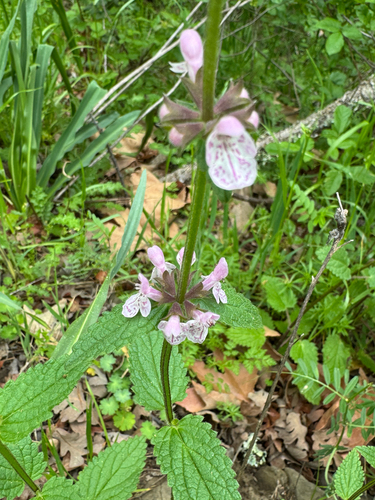 iNaturalist observation photo of California Hedge Nettle