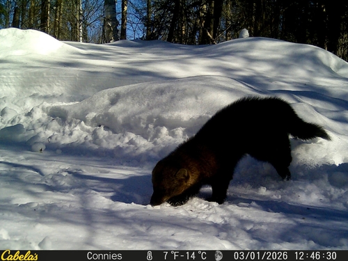 Fisher observed by cyclesister