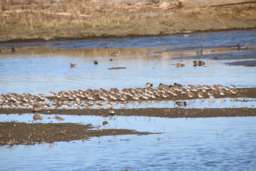 Killdeer observed by wikinose