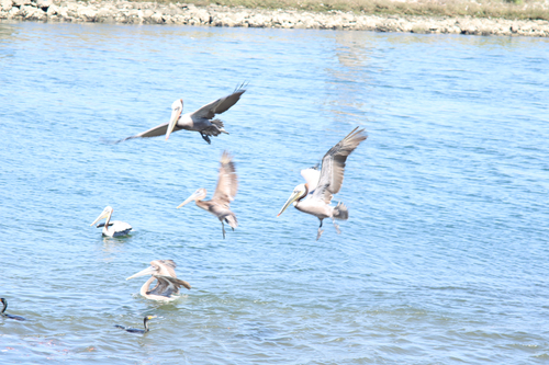 Brown Pelican observed by strixpratincola
