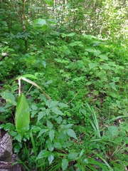 Selaginella marginata