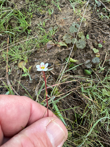 iNaturalist observation photo of California Saxifrage