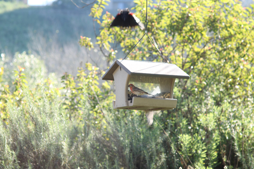 House Finch observed by strixpratincola