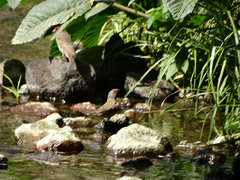 Haemorhous mexicanus