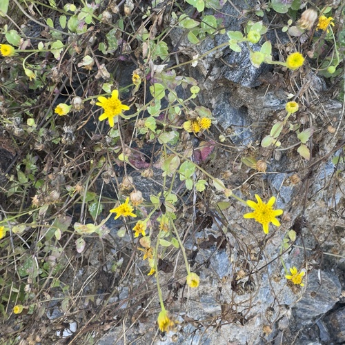 La Laguna rockdaisy (Perityle cuneata)