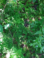 Selaginella marginata