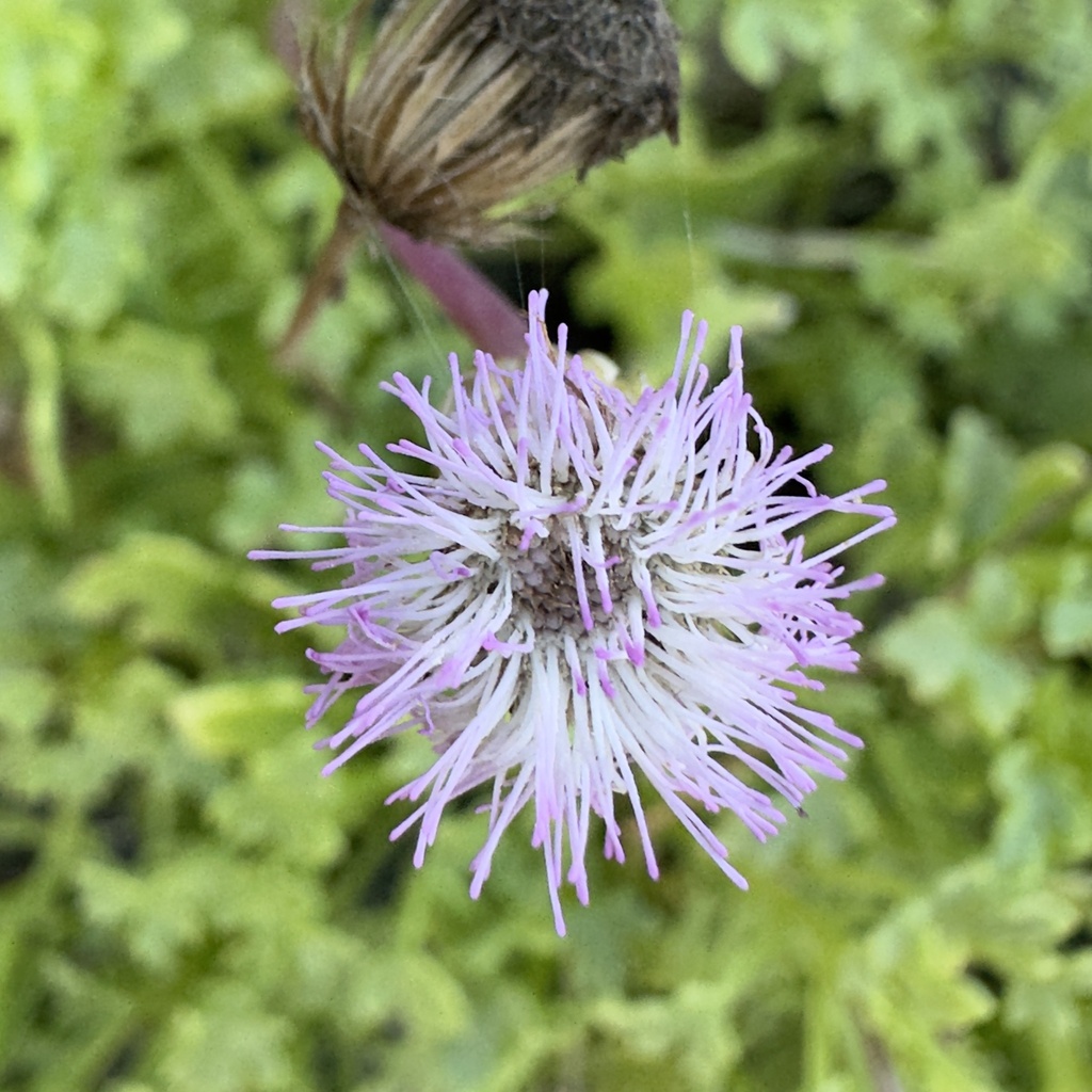 Hofmeisteria fasciculata; photograph (c) Bill Levine, some rights reserved (CC BY)
