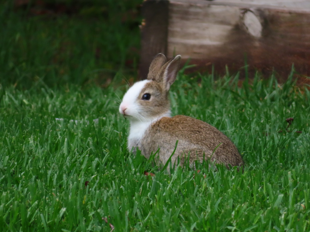 Australian Rabbits European Rabbit from E. Gippsland - Orbost, Victoria, Australia on ...