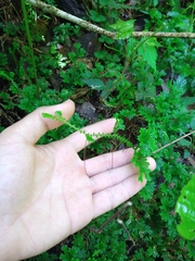 Selaginella marginata