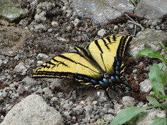 Papilio multicaudata