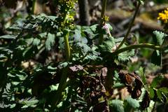 Packera sanguisorbae