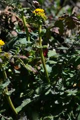 Packera sanguisorbae