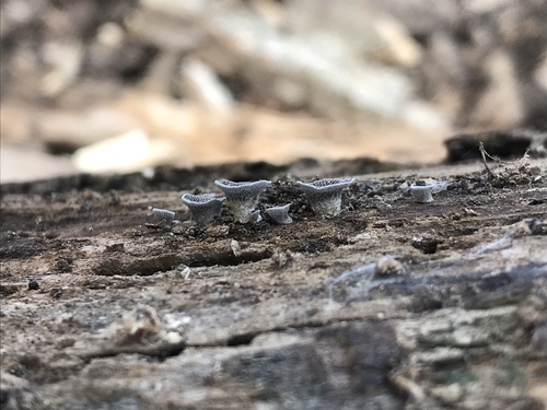 Resupinatus trichotis (Photo 6 of 14)
