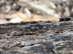 Resupinatus trichotis