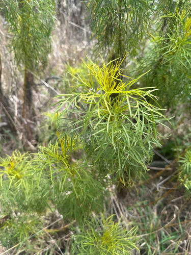 Bidens menziesii observed 2026-03-01