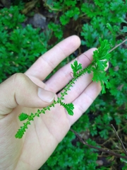 Selaginella marginata