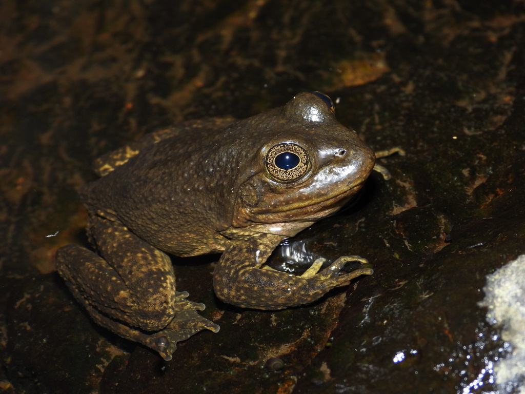 Tarahumara Frog