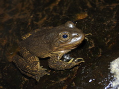 Tarahumara Frog photo 1