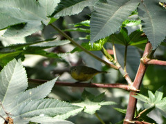 Leiothlypis ruficapilla