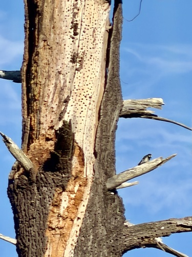 Acorn Woodpecker observed by carleydemons