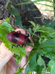 Coraliomela quadrimaculata