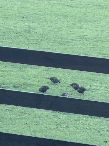 California Quail observed by carleydemons