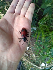 Coraliomela quadrimaculata