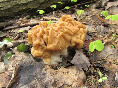 Didysis bobausis nuotrauka