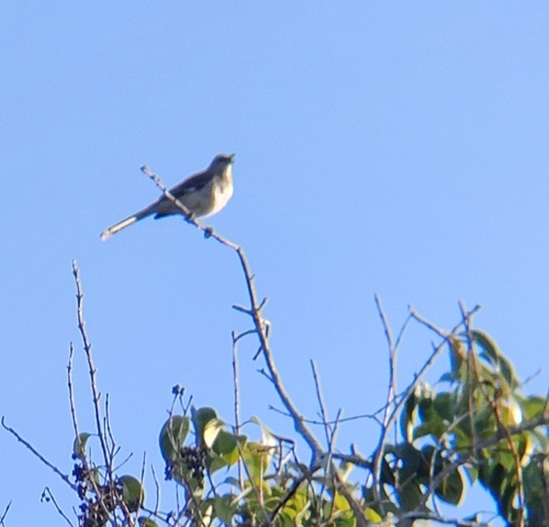 Northern Mockingbird