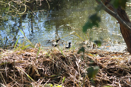 American Coot observed by strixpratincola