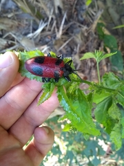 Coraliomela quadrimaculata