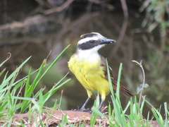 Pitangus sulphuratus