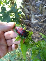 Coraliomela quadrimaculata