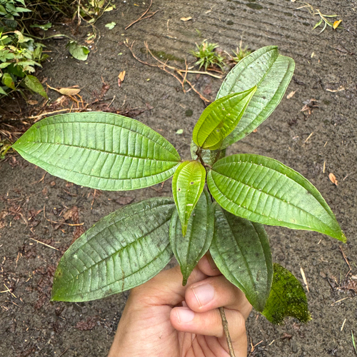 Miconia cooperi observed 2026-02-28