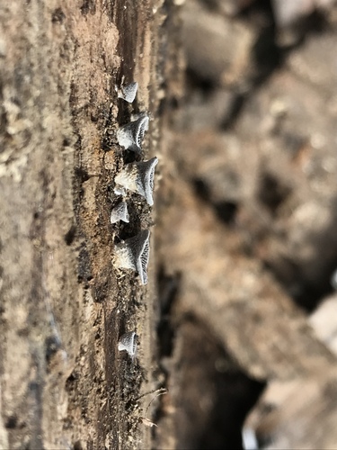 Resupinatus trichotis (Photo 9 of 14)