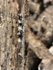 Resupinatus trichotis