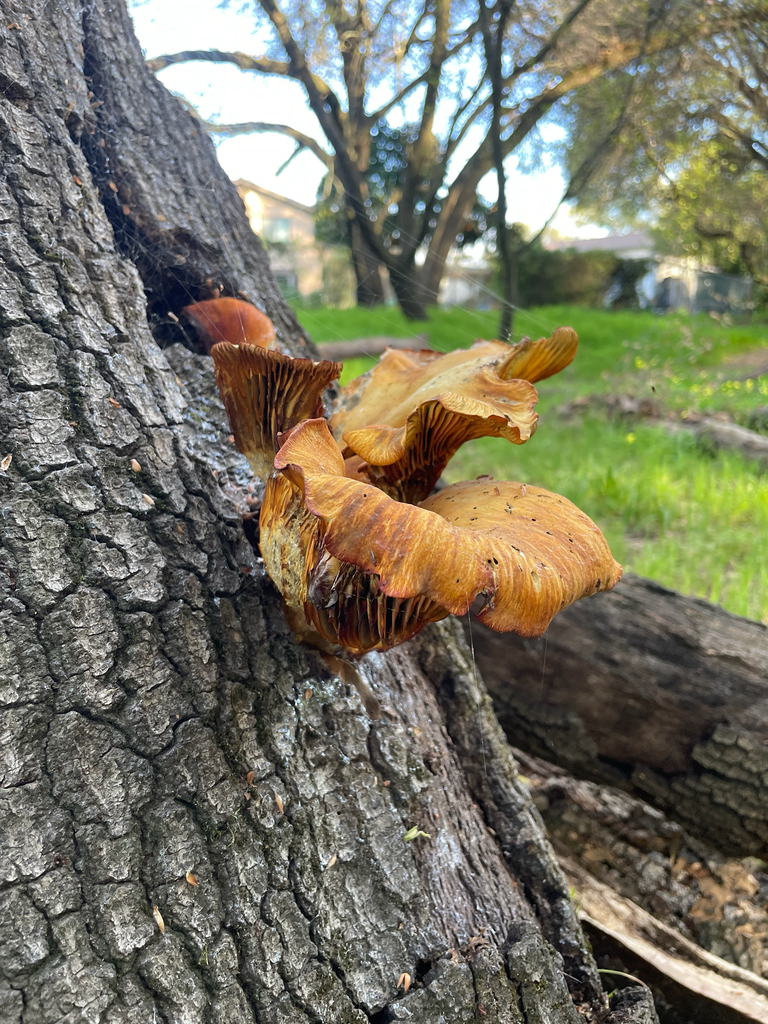 Omphalotus olivascens · March 2026 · photo: © antrozousamelia (iNaturalist, cc-by)