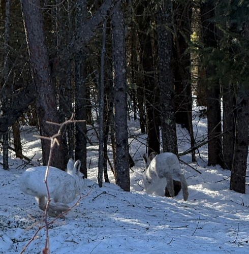 Snowshoe Hare observed by mreen