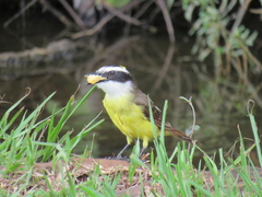 Pitangus sulphuratus