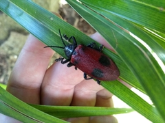 Coraliomela quadrimaculata