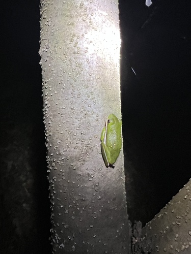 Green Treefrog observed by aileenlavelle