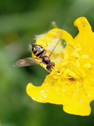Unknown species found near Livermore, CA 94551, USA
